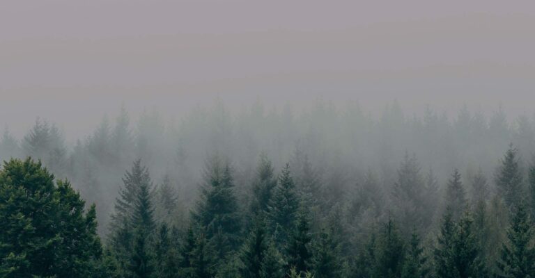 STUDIO FIVE - Sustainable Web Design: A Comprehensive Guide for Business Owners